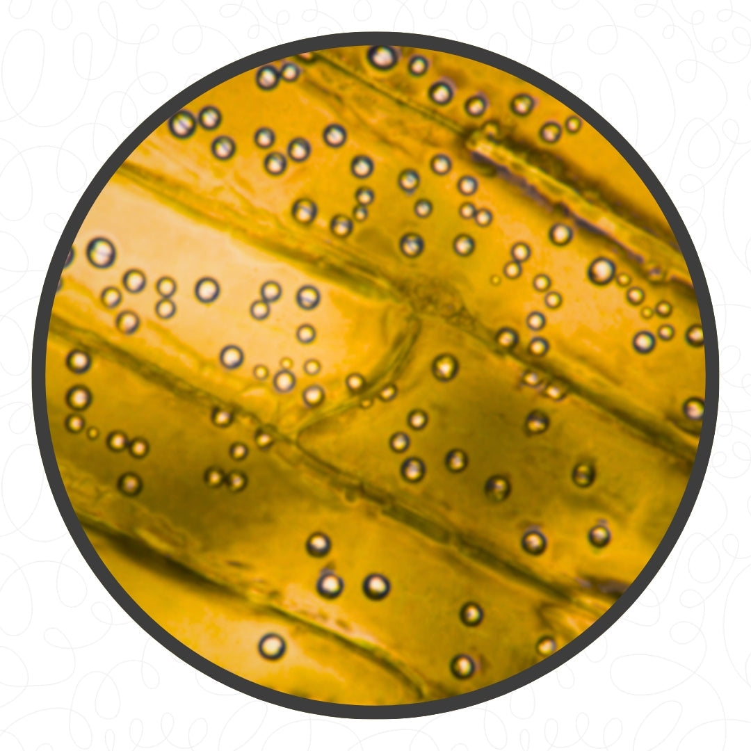 The Original Miniscope™